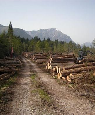 Lavori Nel Bosco